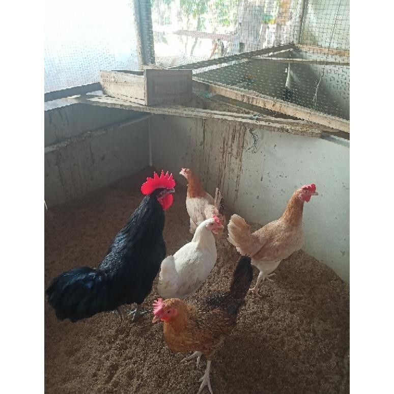 

TELUR FERTIL AYAM KAMPUNG YUDISTIRA (AKY) 100% BUAT INDUKAN