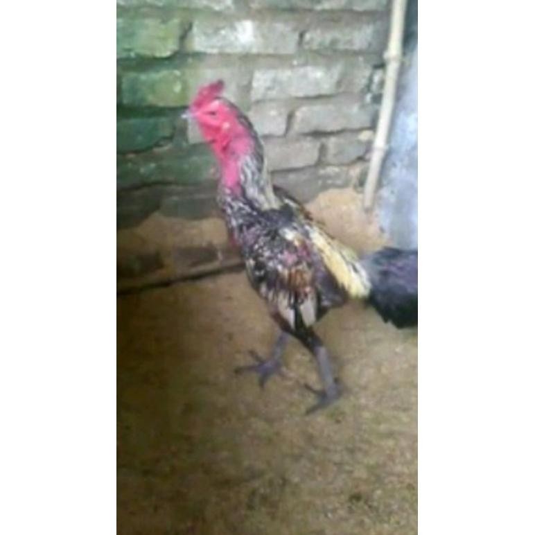 

TELUR AYAM ADUAN FERTIL TRAH YOKEREE X NINJA /GARANSI FERTIL / PAMA IQ / MANGON VIP /PINKEREE / COCOA.