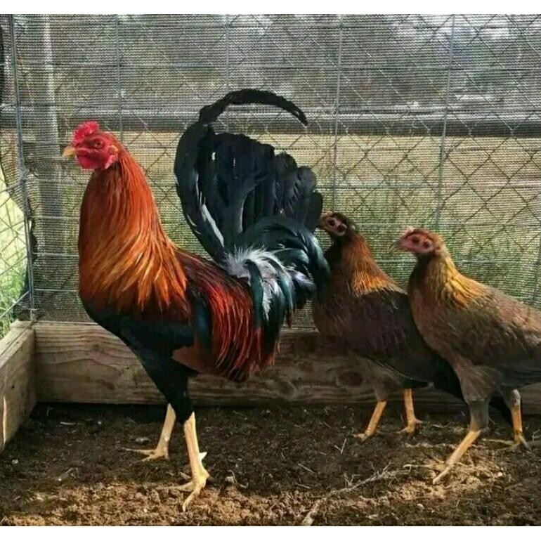 

TELUR AYAM FILIPINA SWEATER ORY IMPOR UNTUK DI TETASKAN.