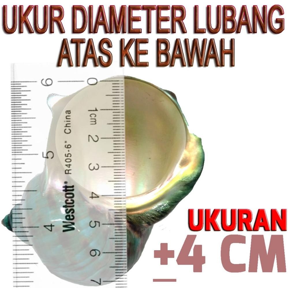 P Trapezium Besar Cangkang Shell Rumah Kelomang Keong Umang Kumang Natural Asli RB12