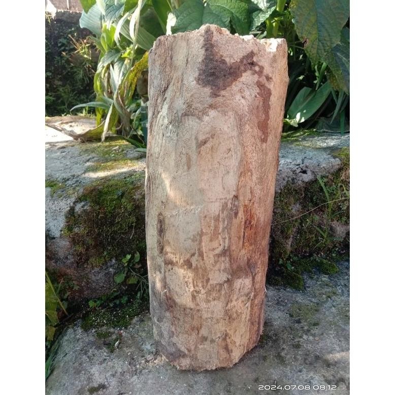 Kayu lapuk media sarang larva kumbang Dorcus titanus RB12