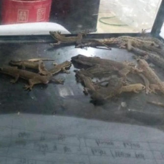 CICAK HIDUP PAKAN REPTIL/IKAN PREDATOR/UMPAN PANCING