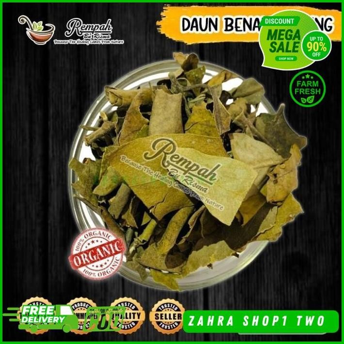 

DAUN BENALU KERING BERAT BERSIH PRODUK 500 GRAM KUALITAS TERBAIK