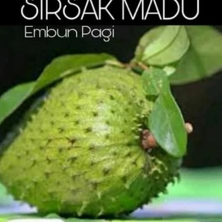 Bibit Tanaman Buah Sirsak Madu / Sirsak Madu Jumbo ATV