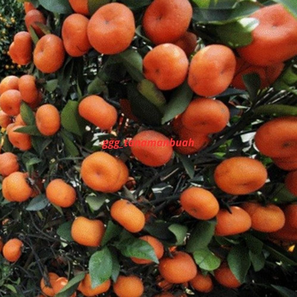 Bibit Jeruk Santang Madu Berbuah Besar Rimbun