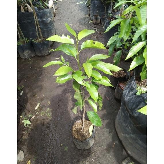 Bunga Cempaka Putih Super Wangi / Bunga Kantil Putih