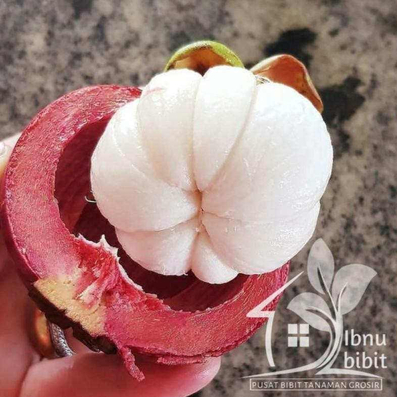 Bibit Buah Manggis Bisa Berbuah Dalam Pot