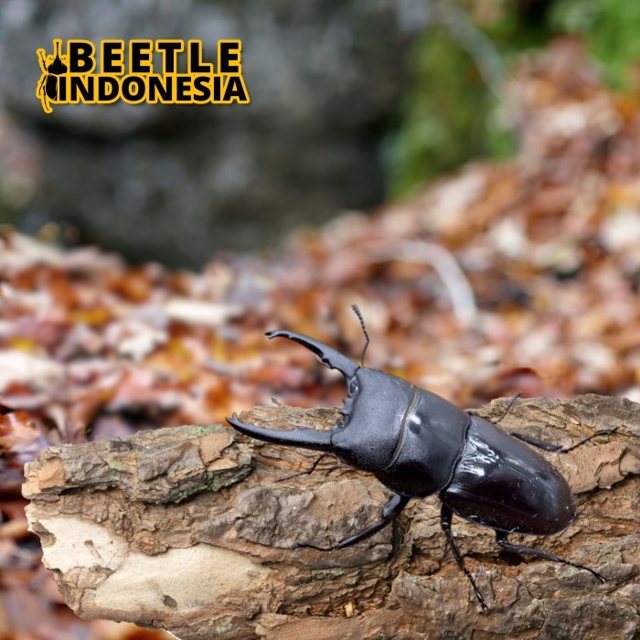 TERBARU Peliharaan kumbang capit-Dorcus Taurus-serangga kumbang