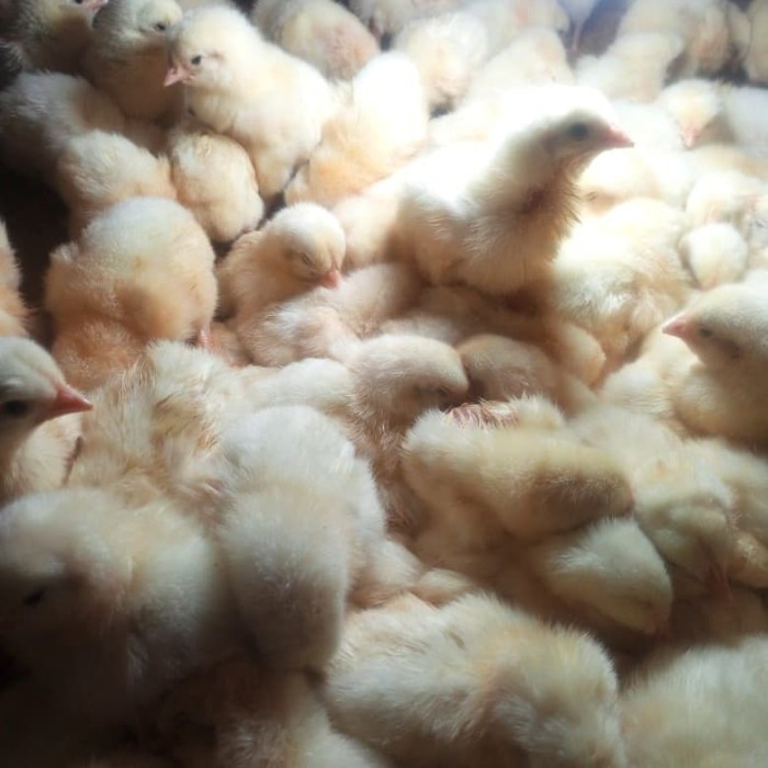TERBARU Ayam Broiler / Doc ayam broiler /Anak ayam broiler (100 ekor)
