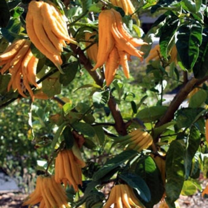 

Bibit Jeruk Jari Dewa Tinggi 2 Meter Indukan Sangat Langka