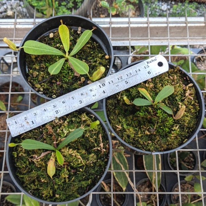 Kantong Semar Nepenthes Veitchii Lowland Seedgrown