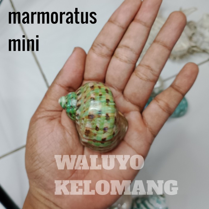 Cangkang Kelomang Turbo Marmoratus Xxl #Gratisongkir #Sale #Discount