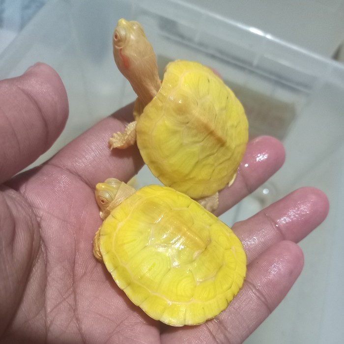 TERBARU KURA-KURA AIR RES ALBINO 5cm CB INDO