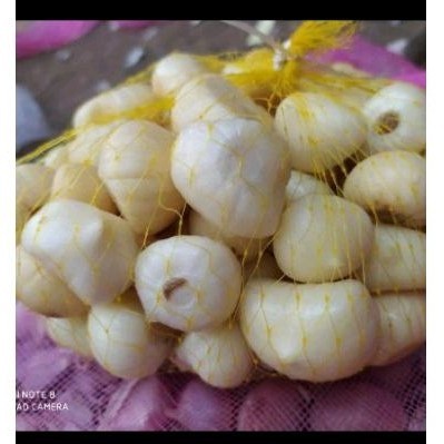 

TERLARIS BAWANG PUTIH TUNGGAL KUPAS 500 GRAM - BAWANG LANANG KUPAS 500 GRAM - UKURAN VARIASI