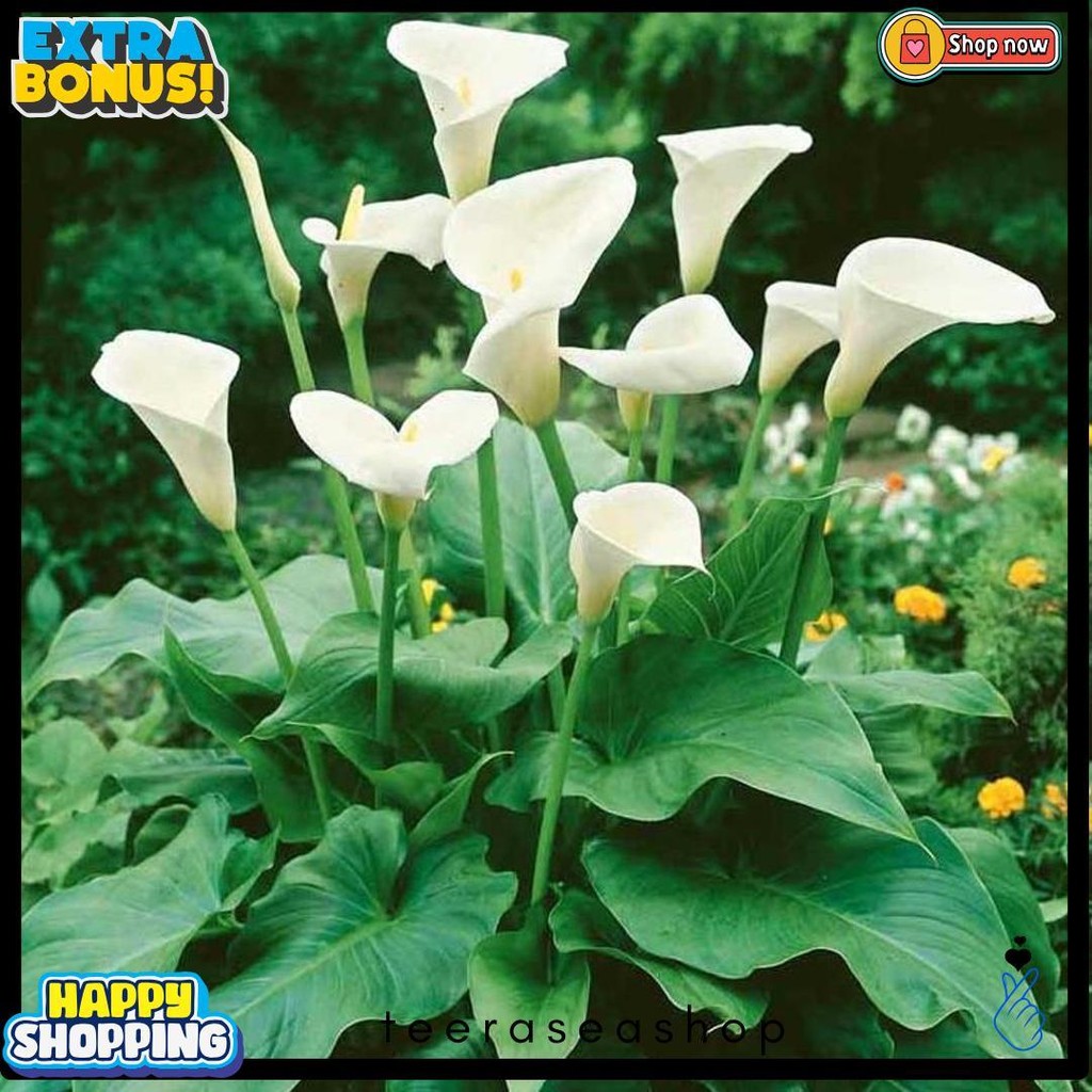 Tanaman Hias Calla Lily Diskon