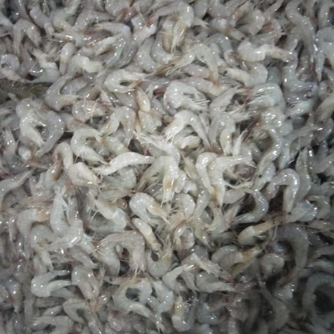 

Promo Udang Peci Alus / Kecil 500gr - 1kg COD