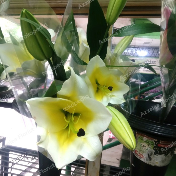 BUNGA LILY CASABLANCA ASLI