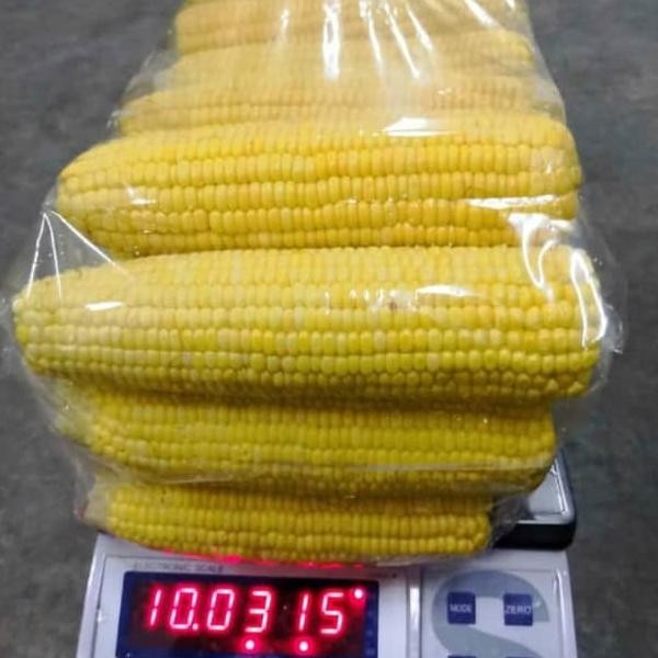 

Jagung Mani Nua Farm Upa 5G