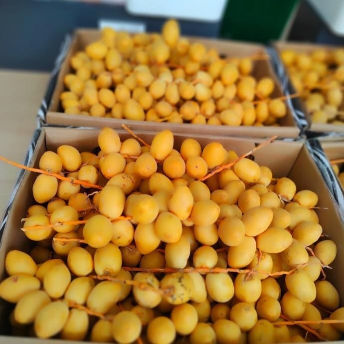 

Kurma Muda Segar Manis Shop_Fernan