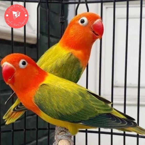burung love bird biola ewing srpasang
