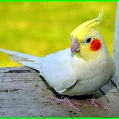 FALK AUSTRALIA LUTINO /SATUAN