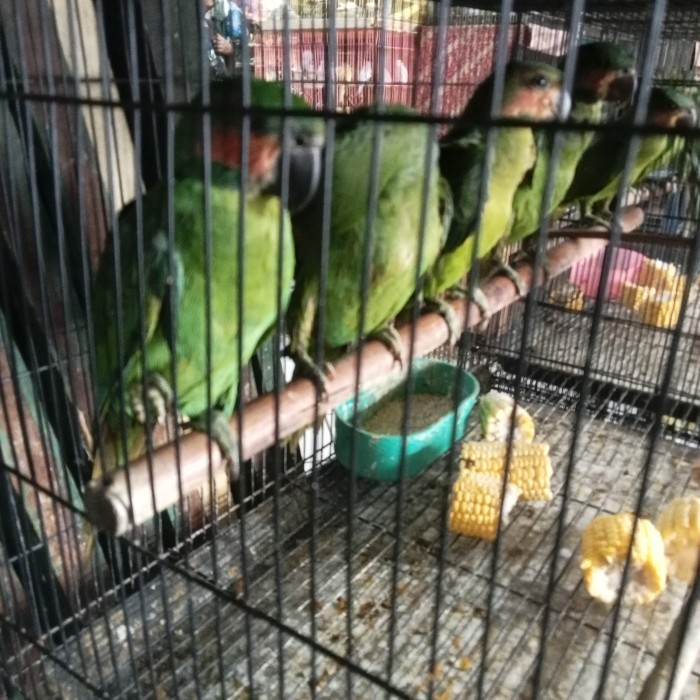 burung Betet sumatra