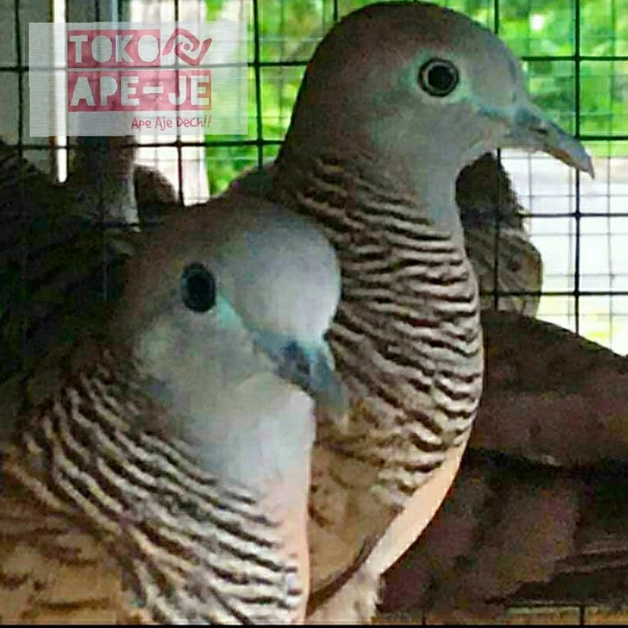 BURUNG PERKUTUT LOKAL