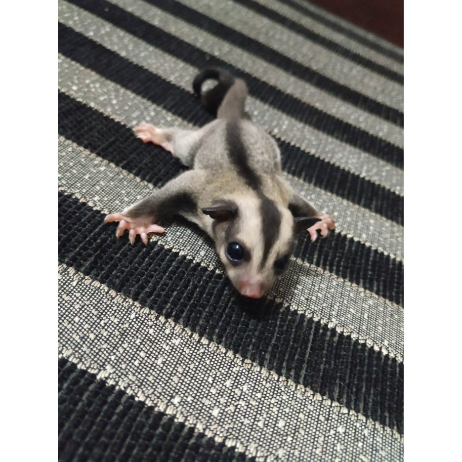 Sugar Glider joey Classic Grey Joey