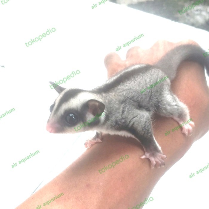 Sugar glider baby joey grey