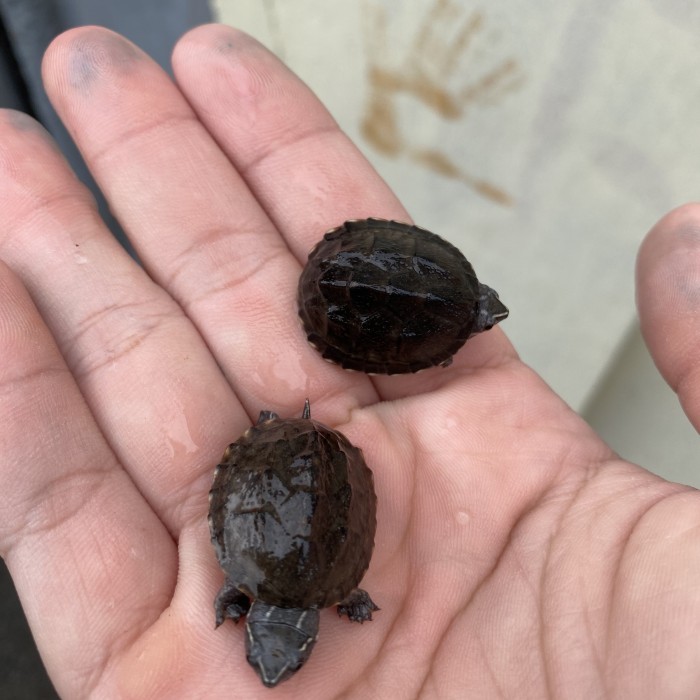 Kura kura Stinkpot Grade A