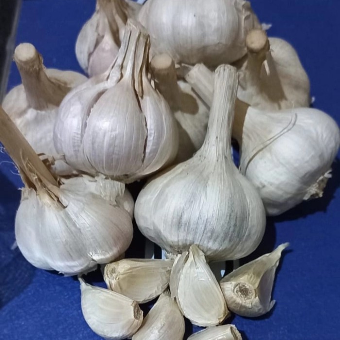 

Harga Termurah Bawang Putih Kating Best Seller