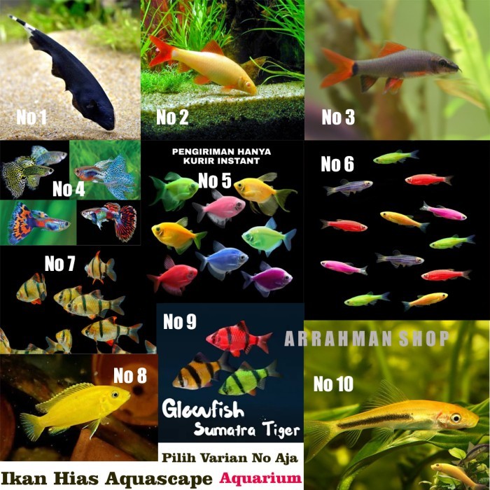 SPECIAL ikan hias aquascape - ikan hias akuarium - ikan hias aquarium terlaris ikan hias air tawar