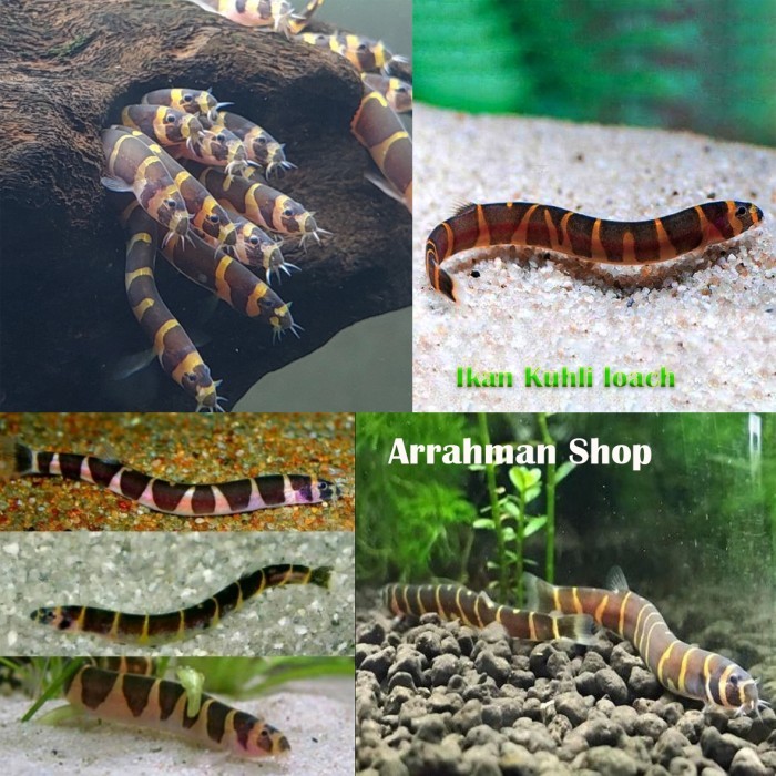 PRODUK TERBATAS ikan hias kuhli loach - ikan kuhli pemakan lumut aquascape aquarium