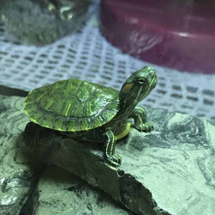 TERJAMIN kura kura brazil Hiasan aquarium