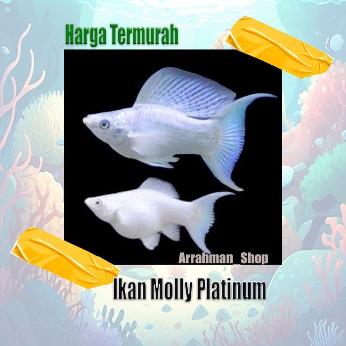 FREE ONGKIR ikan hias molly platinum moly platinum - Molly Balon Platinum putih ikan aquascape