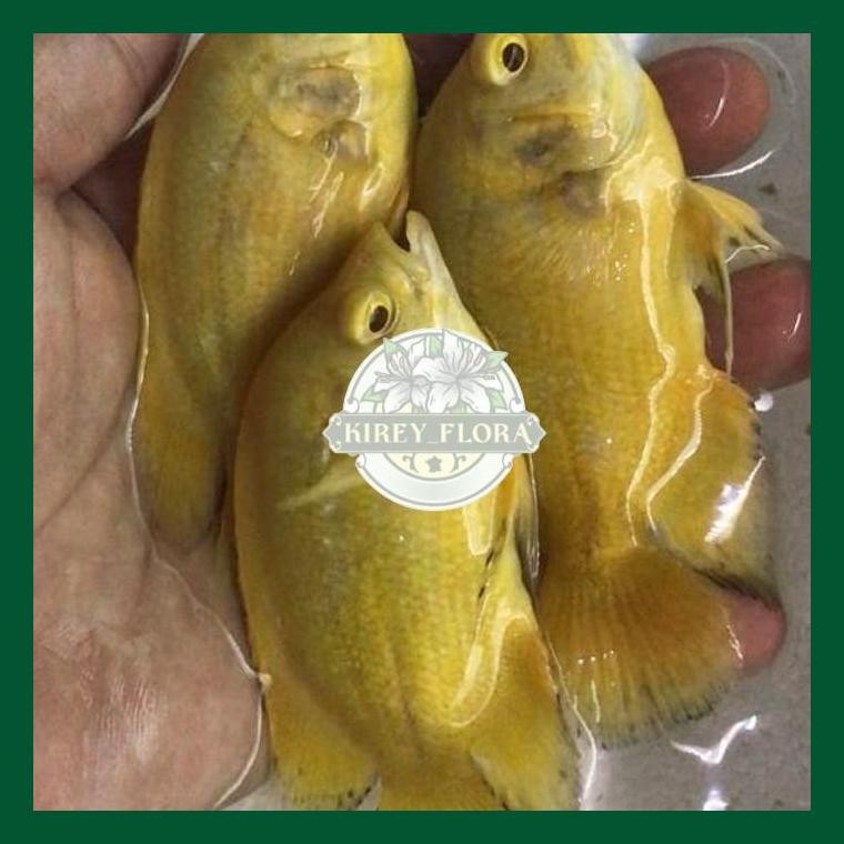 Oscar Lemon / Oscar Lemon Impor 12Cm