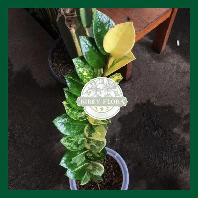 Tanaman Hias Zamia Culcas Varigata - Zamia Dolar Varigata - Zz Var