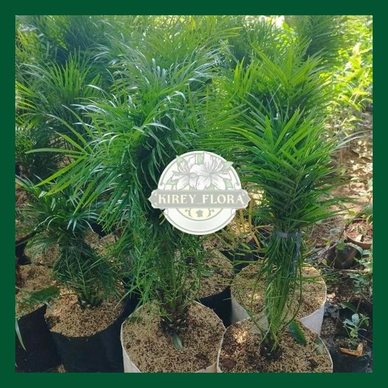 Bibit Tanaman Palem Phoenix | Pohon Palem Phoenix