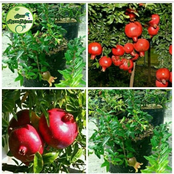 PROMO ~`~ Bibit Buah Delima Turki Merah Jumbo Kondisi Berbunga Buah Delima ~~~