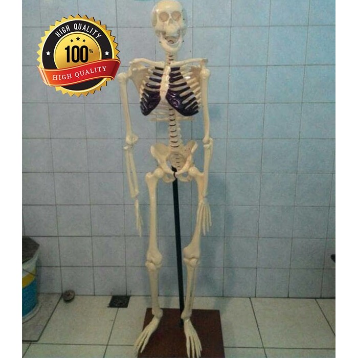 Model tengkorak kerangka manusia