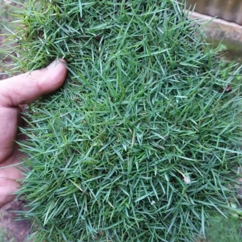 HOT SALE paket hemat 5 meter rumput jepang