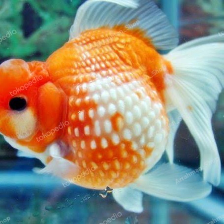 TERJAMIN ikan hias - Ikan Mas Koki Mutiara Gendut Hiasan Aquascape aquarium Top