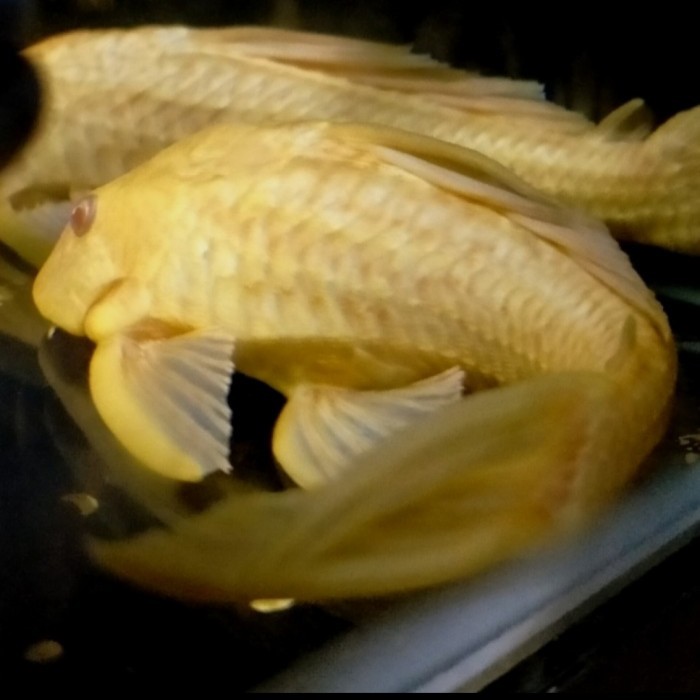 BERGARANSI Ikan Hias Sapu Sapu Albino Pembersih Lumut kaca Aquarium