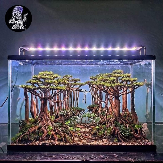 HARDSCAPE AQUARIUM AQUASCAPE HIASAN AQUARIUM AQUASCAPE ELEGAN AQUARIUM AQUASCAPE JUNGLE BONSAI DF