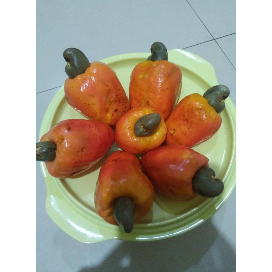 

Promo Jambu Mete/ Jambu Mede/ Jambu Monyet