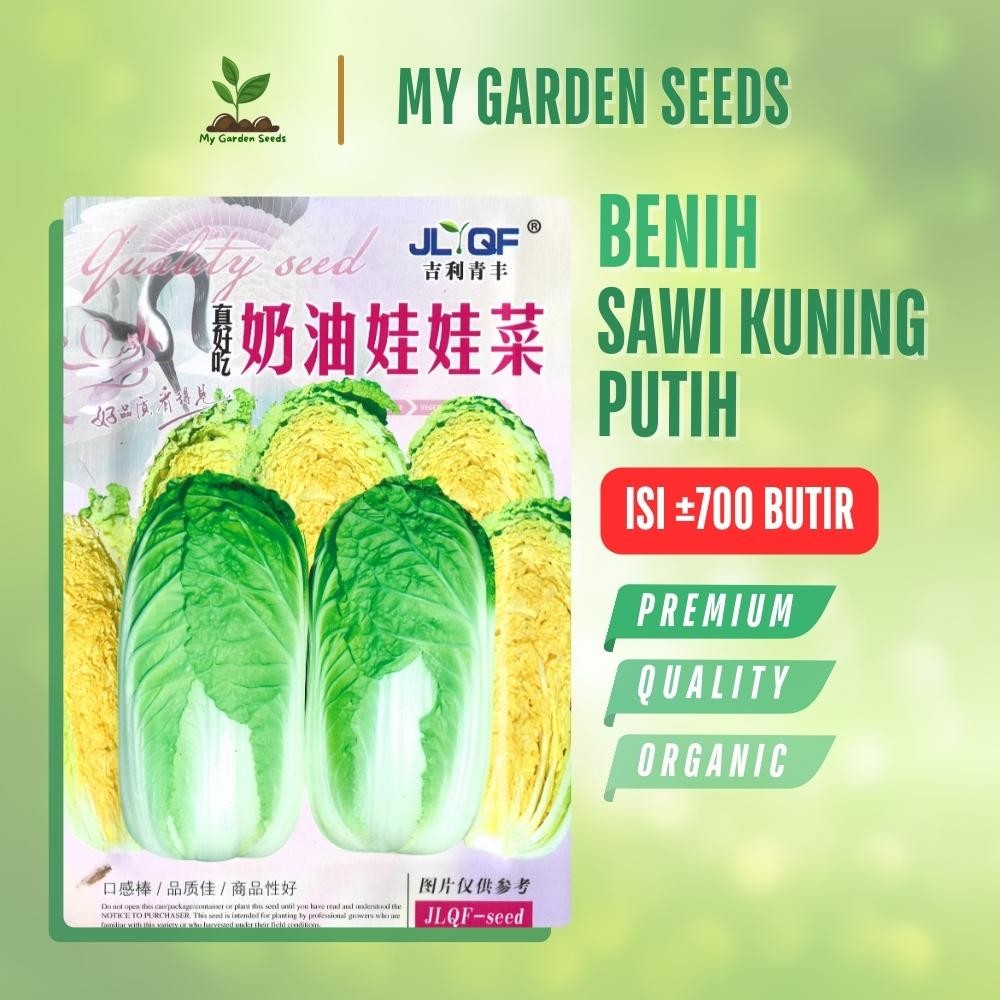 BENIH SAWI KUNING / PUTIH CHINESE CABBAGE KEMASAN IMPORT ± 700 BUTIR