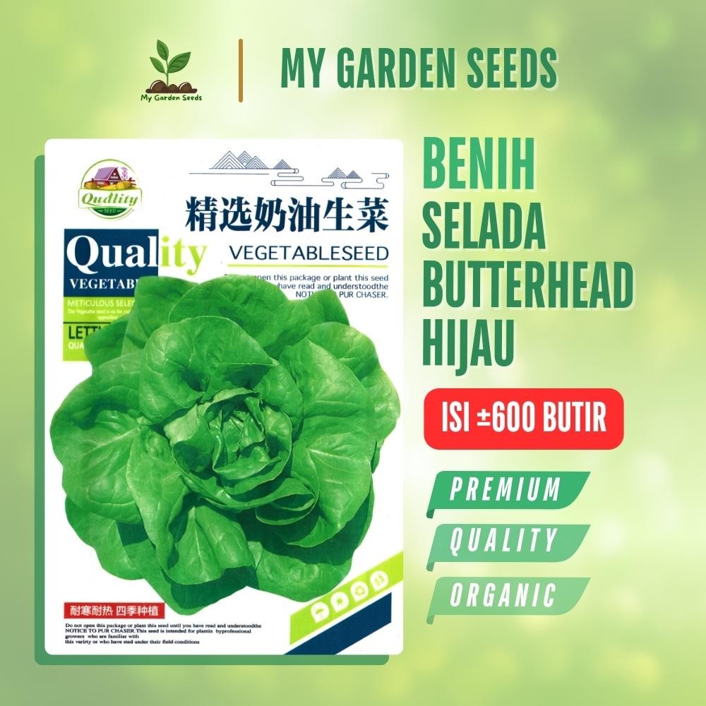 BENIH SELADA BUTTERHEAD / SELADA MENTEGA HIJAU KEMASAN IMPORT ± 600 BUTIR