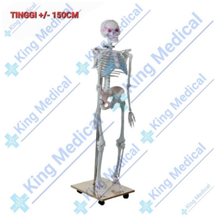 

Model Kerangka Manusia Dewasa 150cm/Alat peraga Pendidikan/Torso
