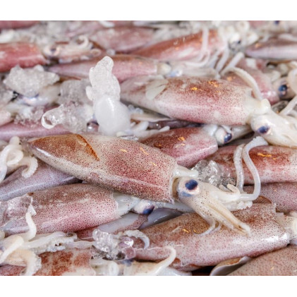 

CUMI LAUT FROZEN Ukuran Sedang