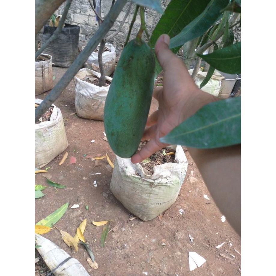 Pohon mangga mahatir berbuah/bibit mangga Mahatir
